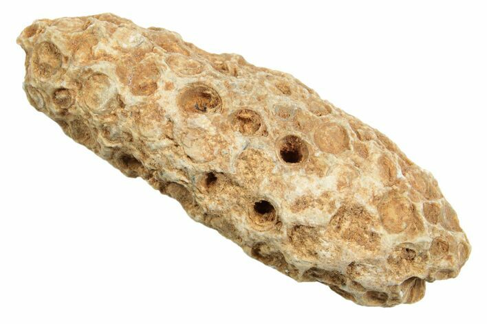 Fossil Cycadophyte Seed Cone - Boujdour, Morocco #349004